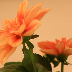 Haus Mandarina Palit